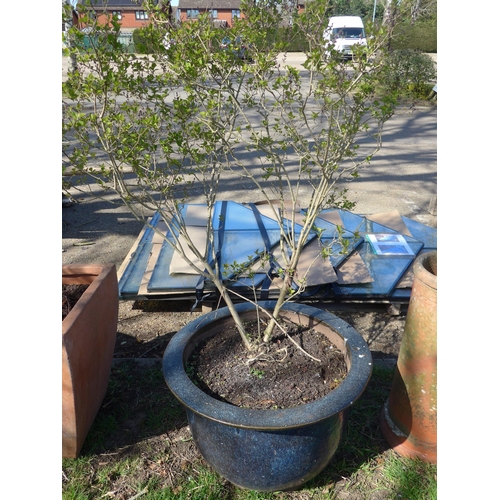 Lot 9048      