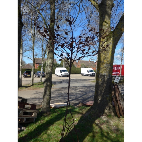 Lot 9061      