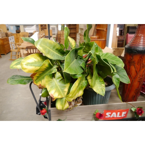 Lot 2050      