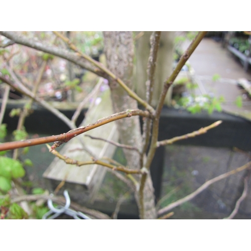 Lot 3010      