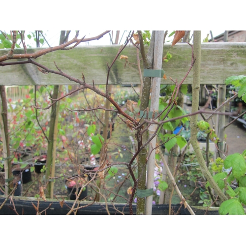 Lot 3011      