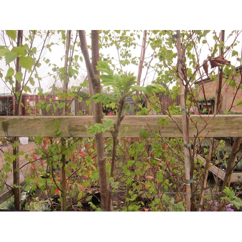 Lot 3014      