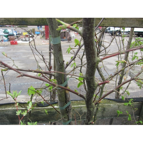 Lot 3026      