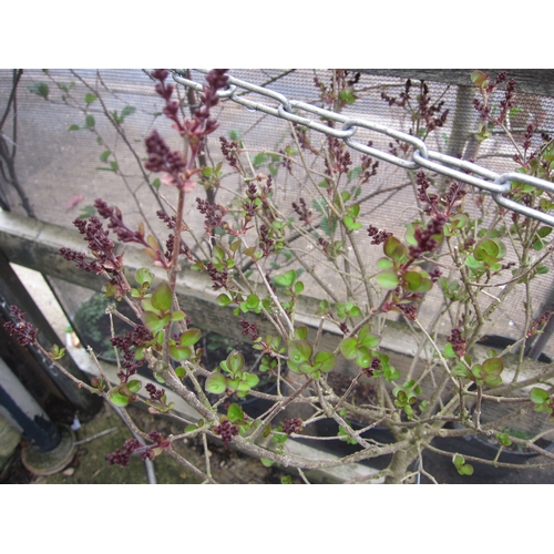 Lot 3029      