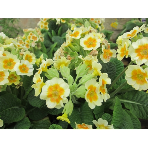 Lot 3032      