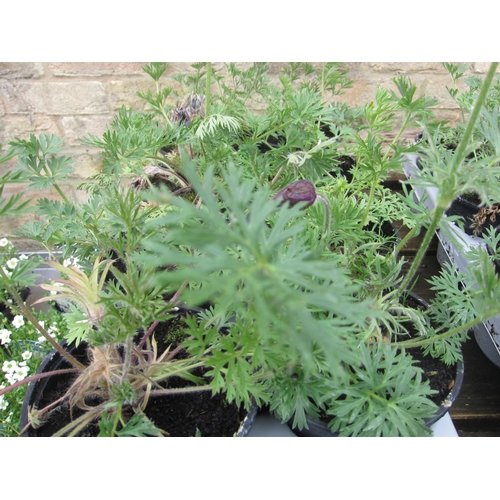 Lot 3036      