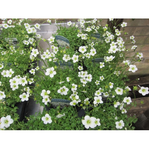 Lot 3037      