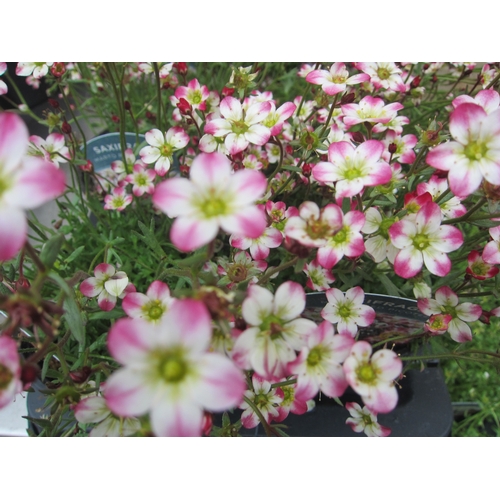 Lot 3039      