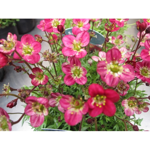 Lot 3040      