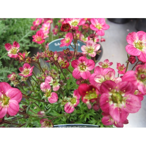Lot 3041      