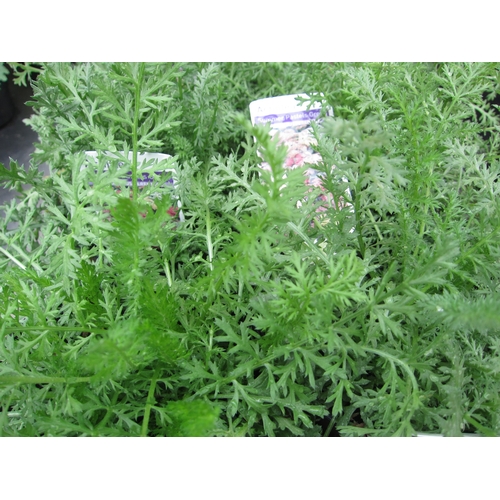 Lot 3042      