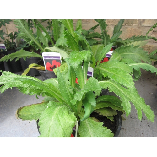 Lot 3045      