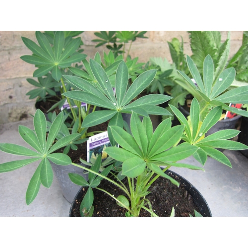 Lot 3046      