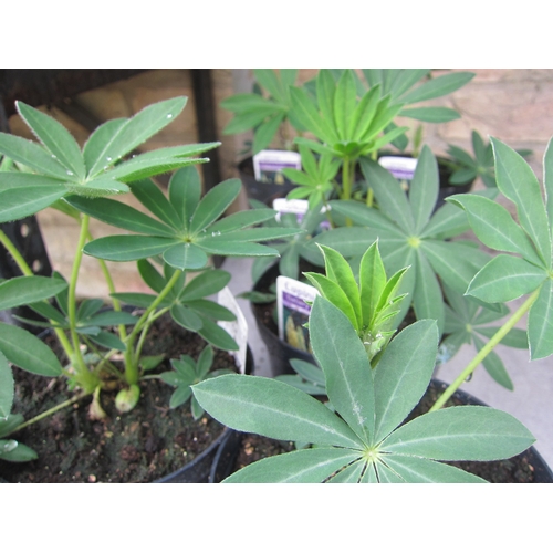 Lot 3047      