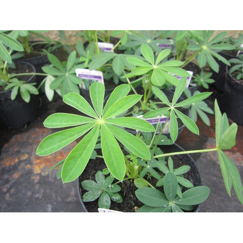 Lot 3054      