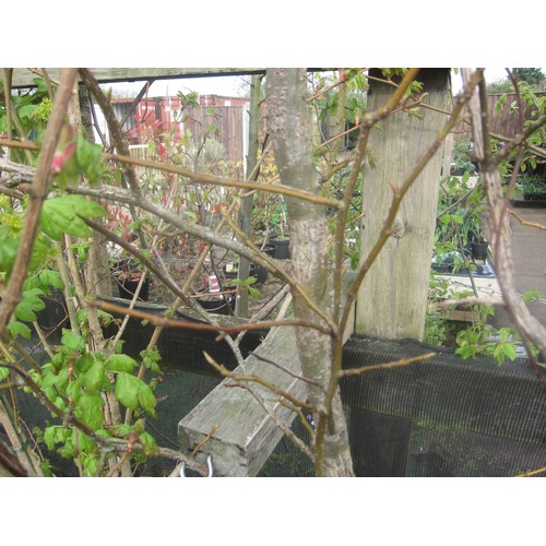 Lot 3008      