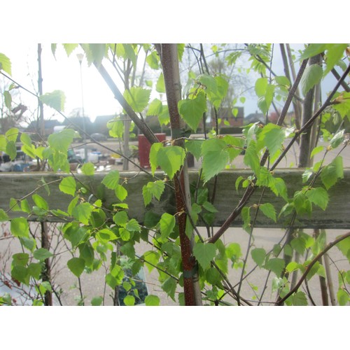 Lot 3018      