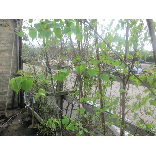 Lot 3019      