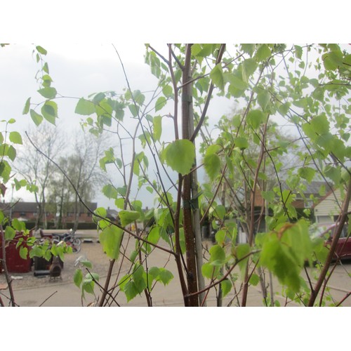 Lot 3020      