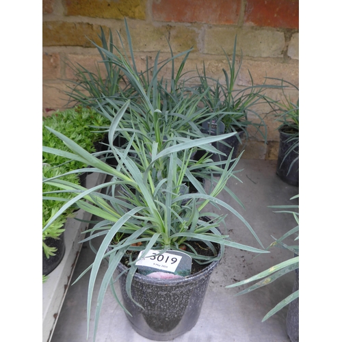 Lot 3019      