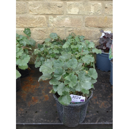 Lot 3024      