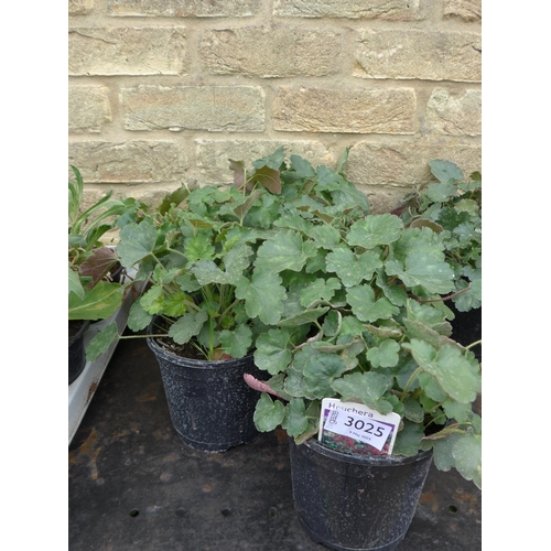 Lot 3025      