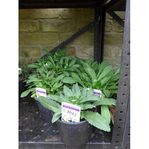 Lot 3032      
