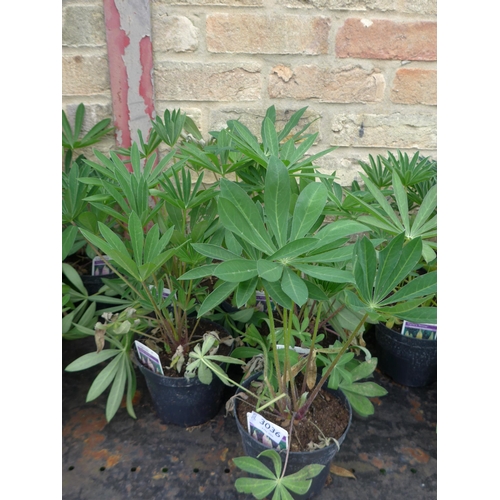 Lot 3036      