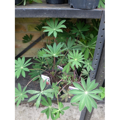 Lot 3038      