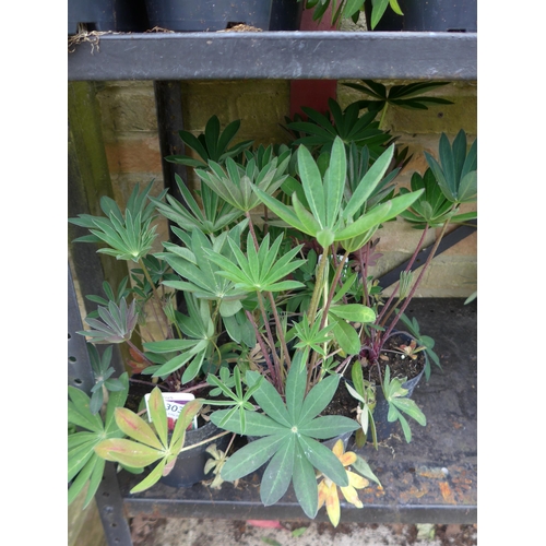 Lot 3039      