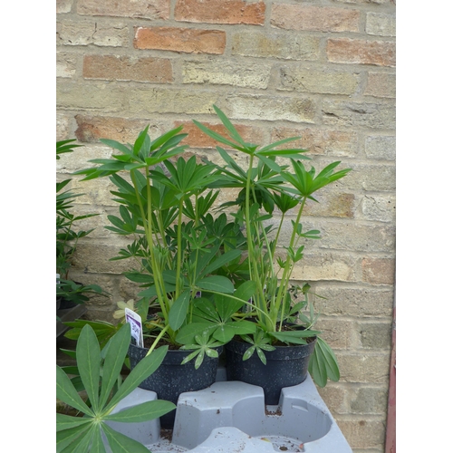Lot 3040      