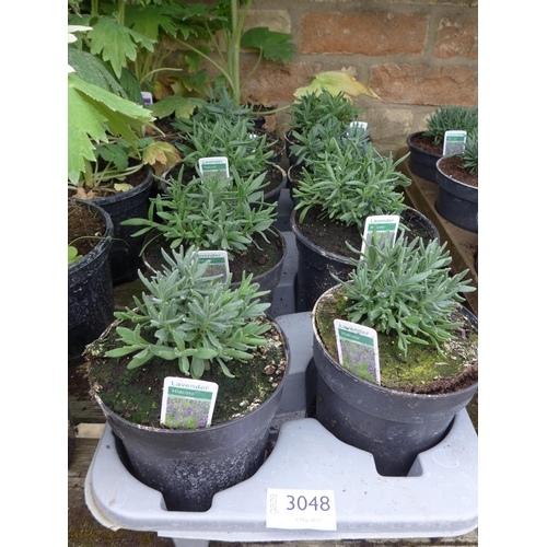 Lot 3048      