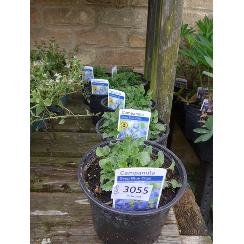 Lot 3055      
