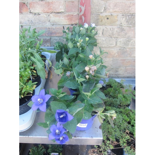 Lot 3010      