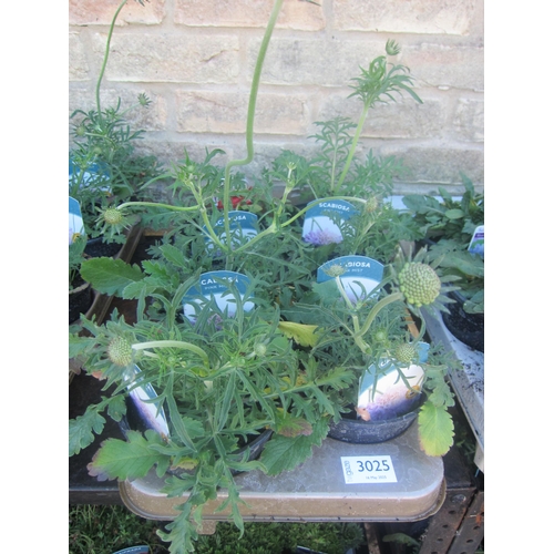 Lot 3025      