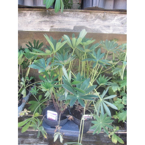 Lot 3043      