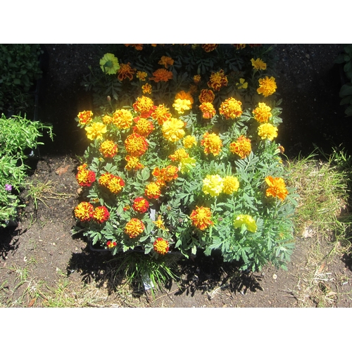 Lot 3060      