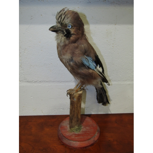 Lot 1038      