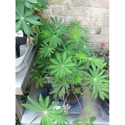 Lot 3015      