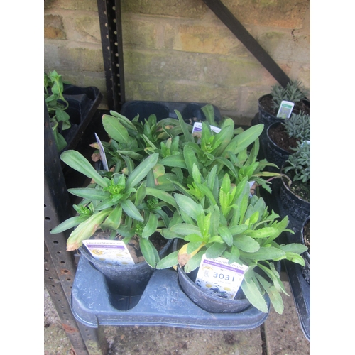 Lot 3031      