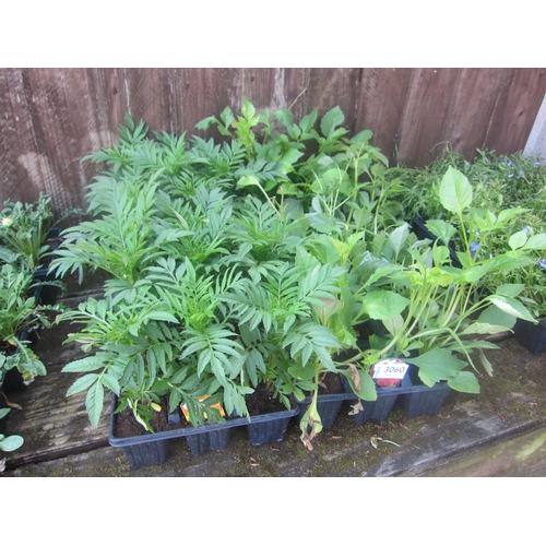 Lot 3060      