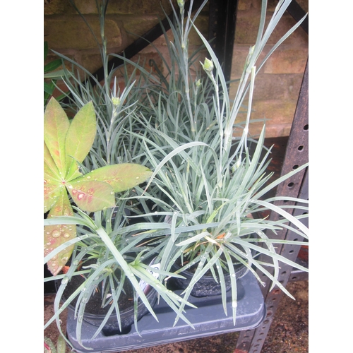 Lot 3030      