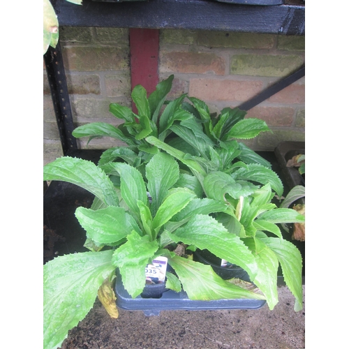 Lot 3035      