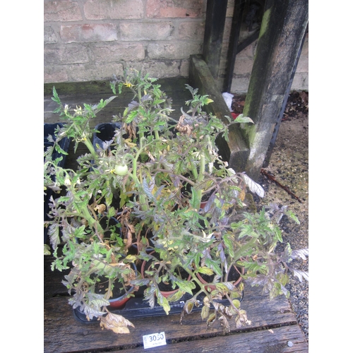 Lot 3050      