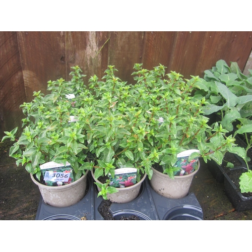 Lot 3056      