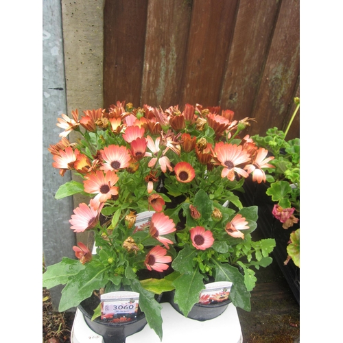 Lot 3060      
