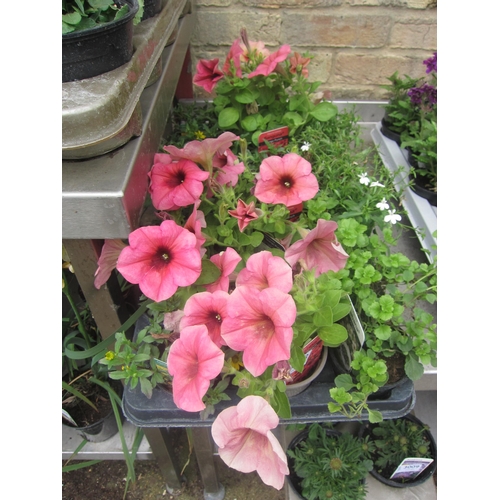 Lot 3008      