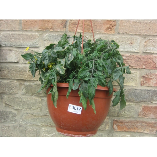 Lot 3017      