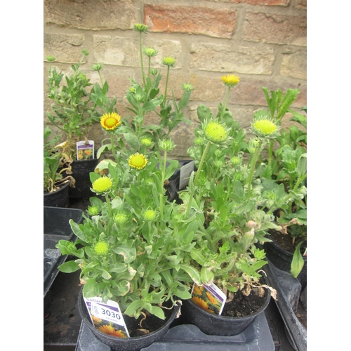 Lot 3030      