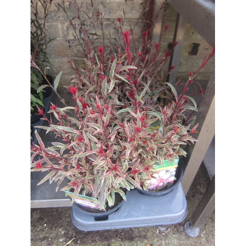Lot 3020      